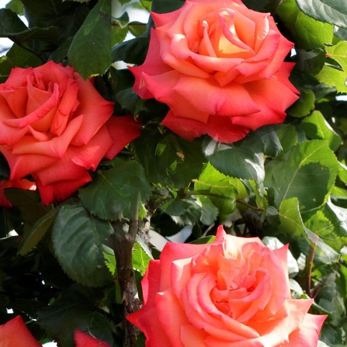 CHRISTOPHE COLOMB ® grimpant