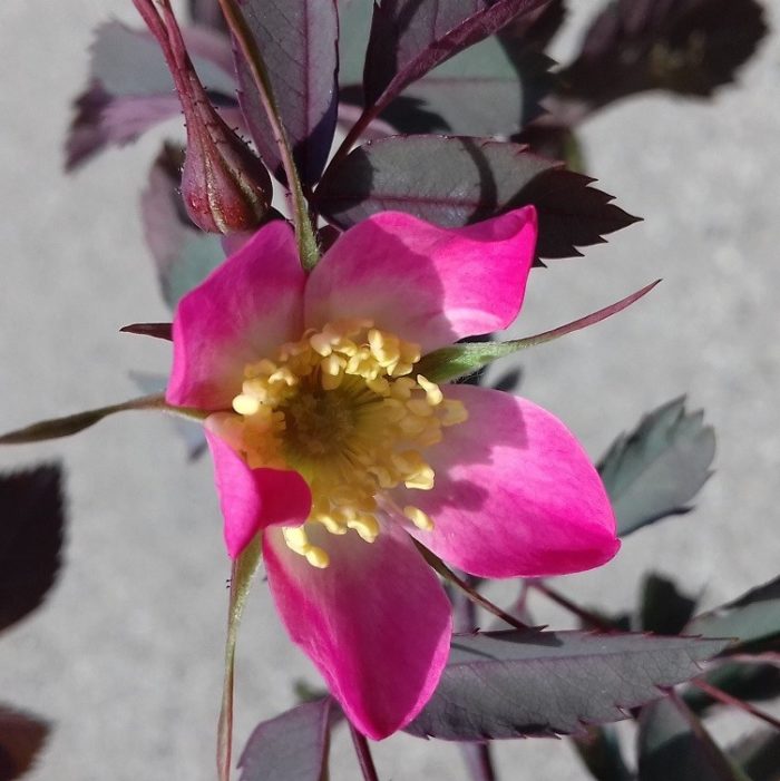 ROSA GLAUCA ®