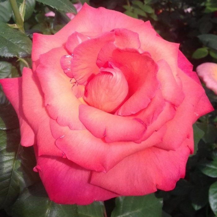 CHRISTOPHE COLOMB ® grimpant