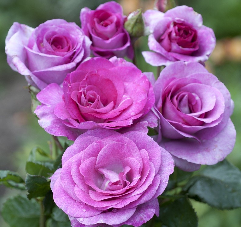 Rose VIOLETTE PARFUMEE ® Dorient - Best Of, Buissons à grandes fleurs,  Fleurs coupées et massifs - Boutique Roses Félix