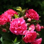 LE POTAGER DU ROI ® Fel 15014