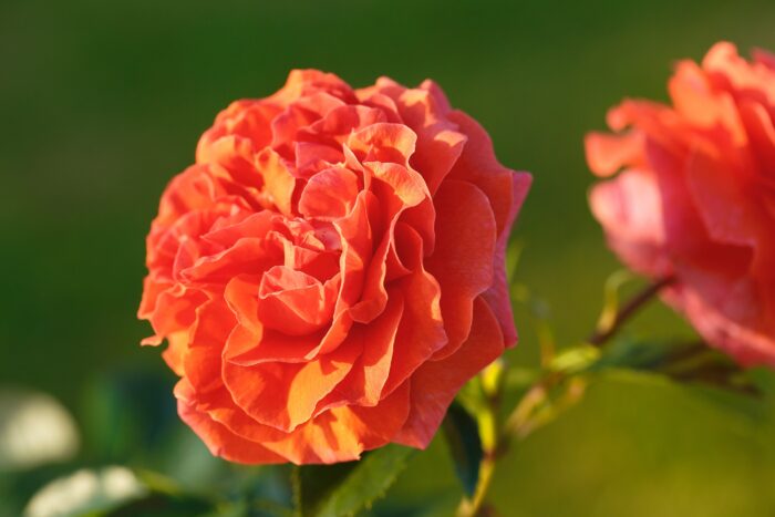 CASSIOPÉE ®  Tan 12638 grimpant – Image 2