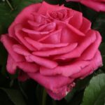 PARFUM D'EDIROSE ® Tan 15521