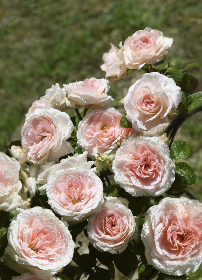 NALA ® Lapesol – Image 3